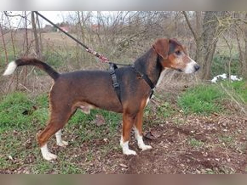 Hübscher Senior Terrier Mix geb.2014