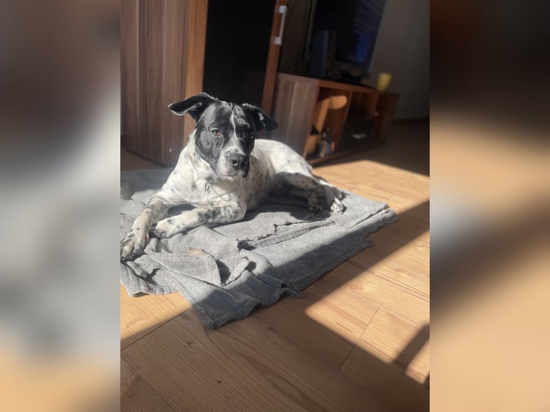Django sucht Sein Jagdrevier