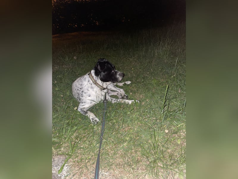 Django sucht Sein Jagdrevier