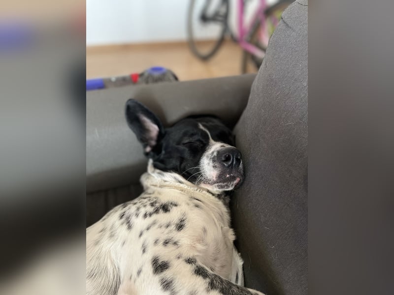 Django sucht Sein Jagdrevier