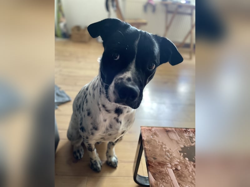 Django sucht Sein Jagdrevier