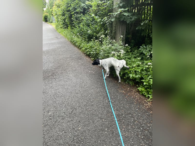 Django sucht Sein Jagdrevier