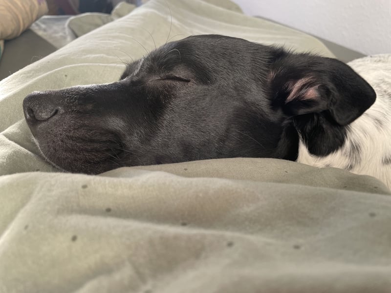 Django sucht Sein Jagdrevier