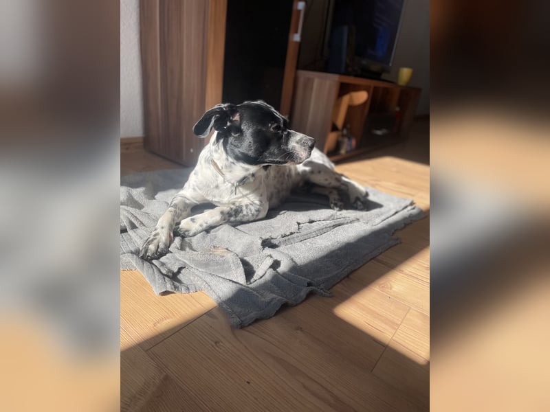 Django sucht Sein Jagdrevier