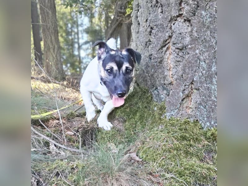 Dickköpfiger und verschmuster Tyson wartet in 56729 Nachtsheim.