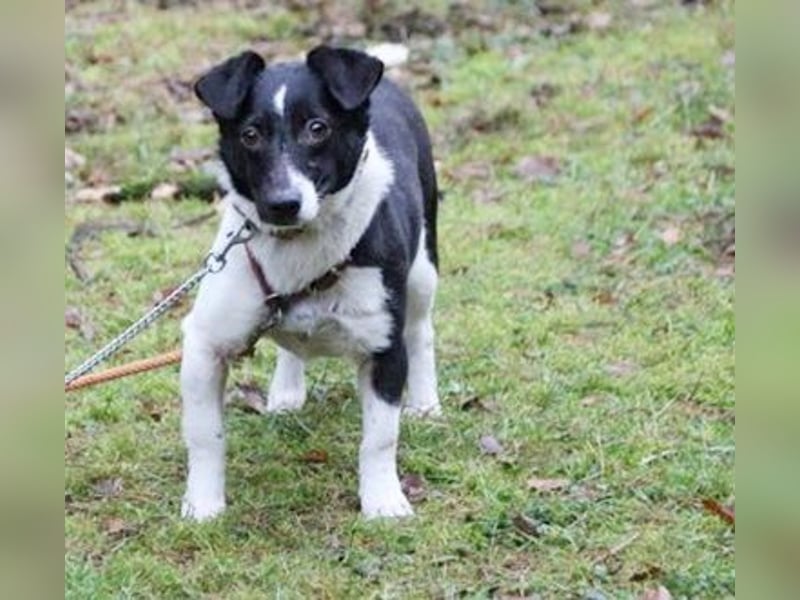 Tola, Jack Russel Terrier, geb. 2021, sucht Bauernhofplatz
