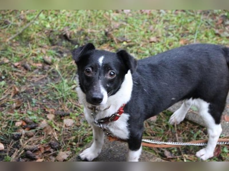 Tola, Jack Russel Terrier, geb. 2021, sucht Bauernhofplatz