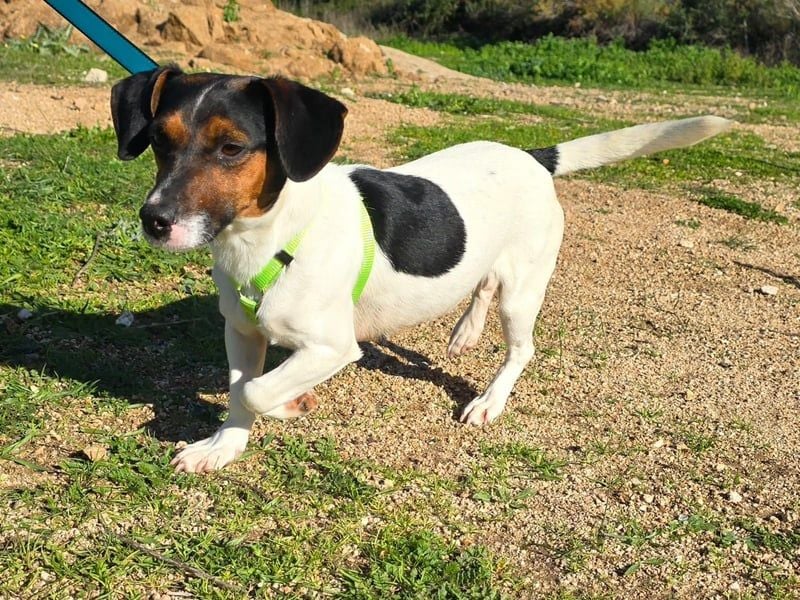 Corinne - eine lustige Terrierdame