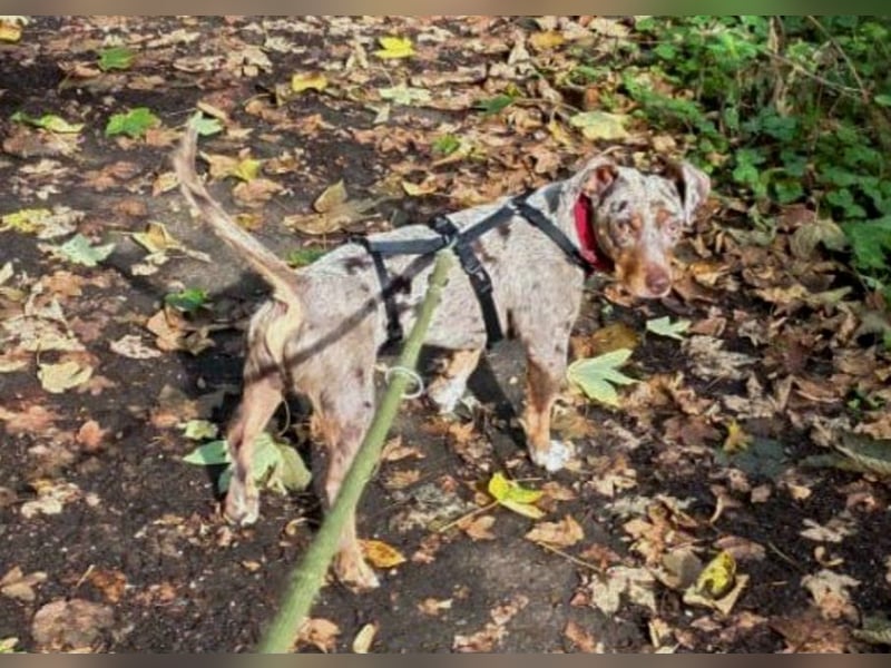 Schöner Cooper