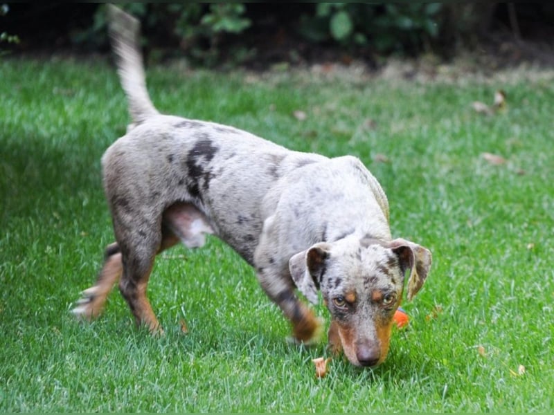 Schöner Cooper