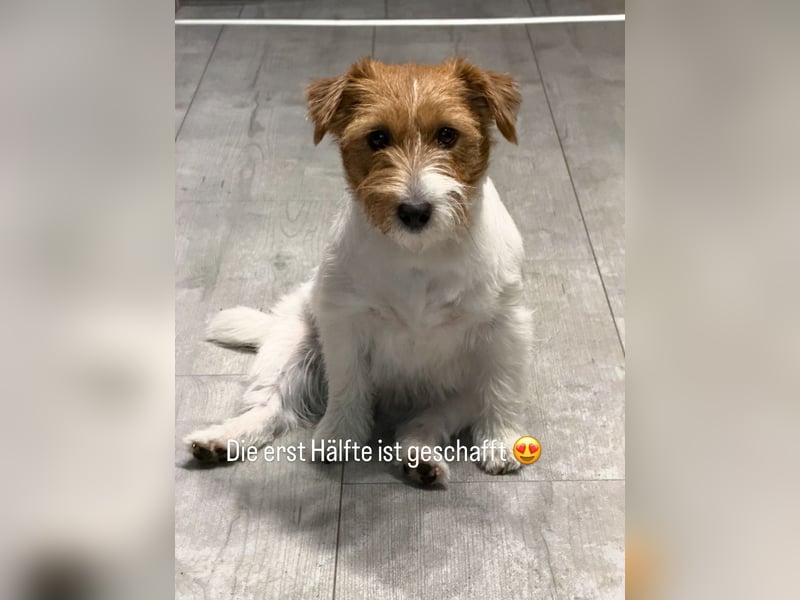 Jack Russell Terrier Welpenankündigung im August mit Ahnentafel