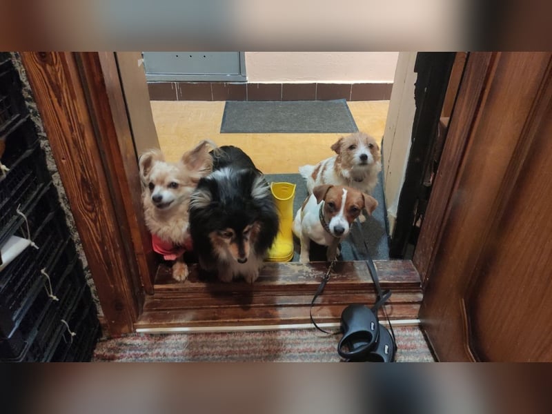 Lebhafte Bella wartet auf Sie!