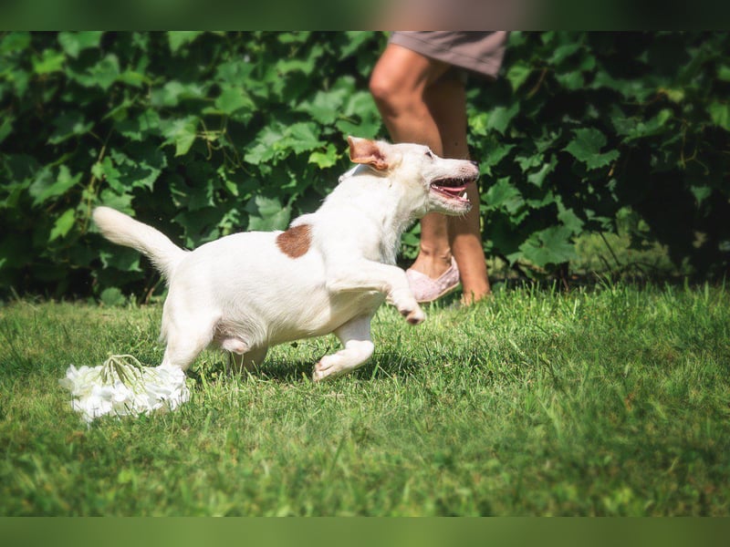 KLAUS – kluger, fröhlicher Jack Russell Terrier
