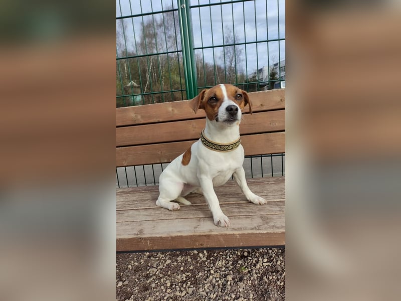 Lebhafte Bella wartet auf Sie!