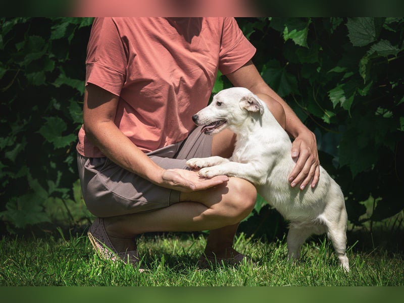 KLAUS – kluger, fröhlicher Jack Russell Terrier