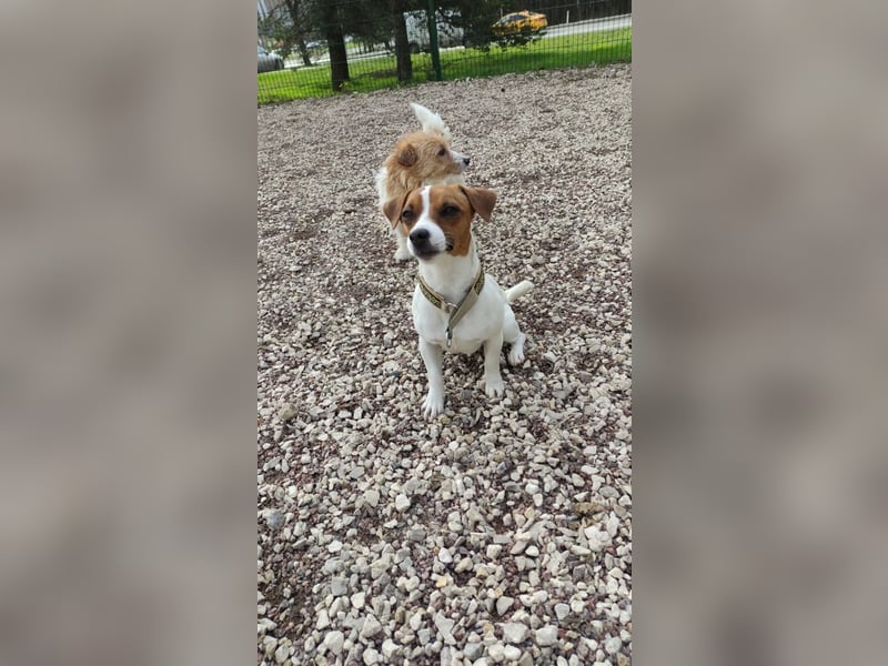 Ruhige Jack Russel Dame Ofina sucht ihre Familie!