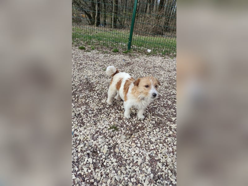 Ruhige Jack Russel Dame Ofina sucht ihre Familie!