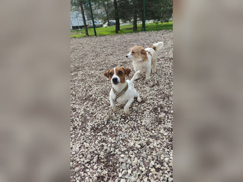 Ruhige Jack Russel Dame Ofina sucht ihre Familie!