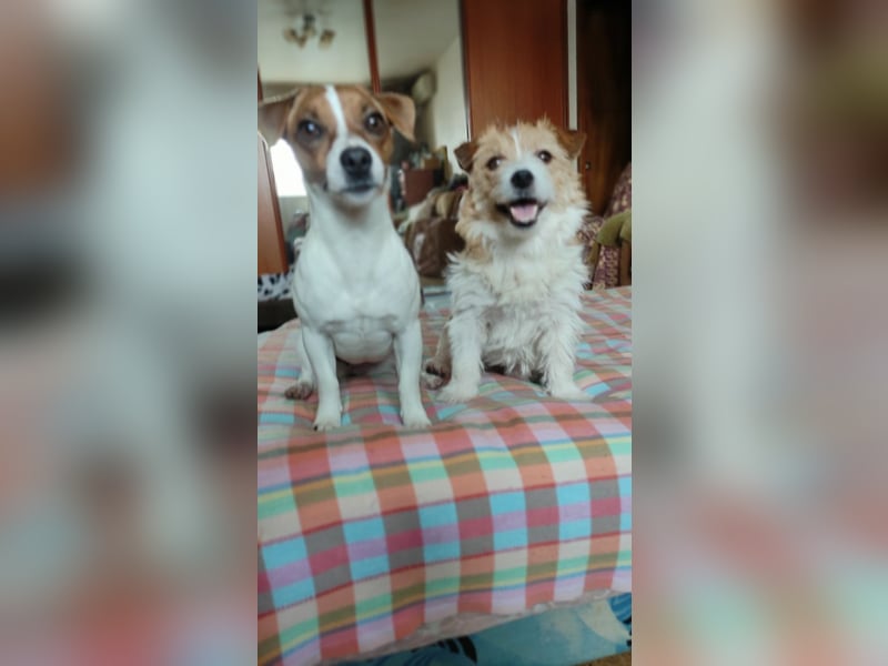 Lebhafte Bella wartet auf Sie!