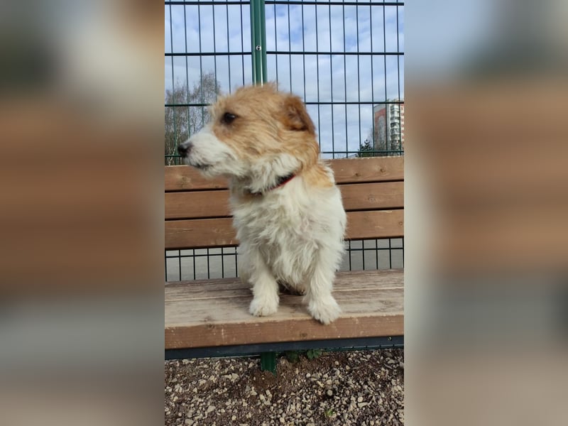 Ruhige Jack Russel Dame Ofina sucht ihre Familie!