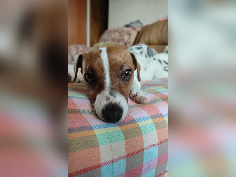 Lebhafte Bella wartet auf Sie!