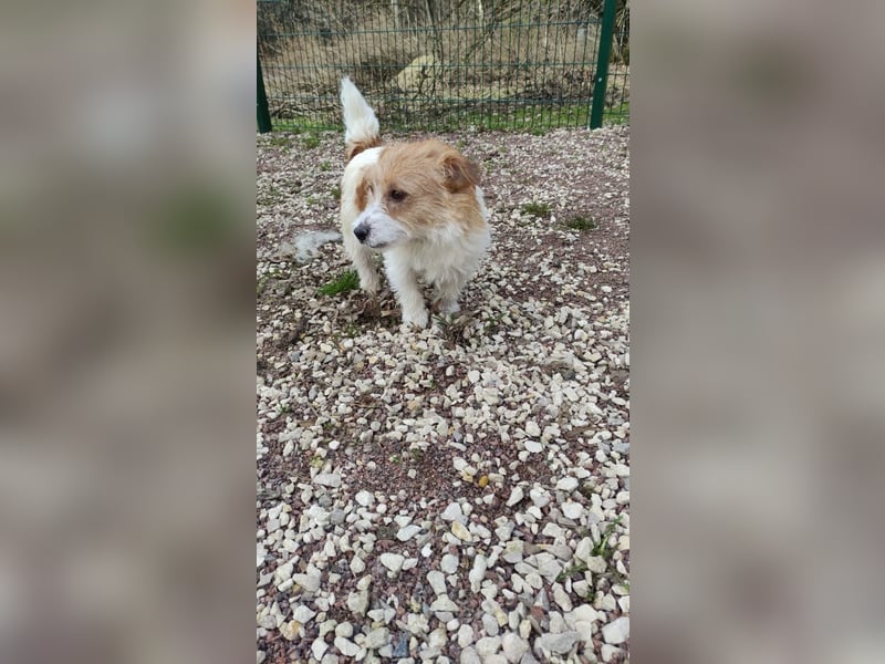 Ruhige Jack Russel Dame Ofina sucht ihre Familie!