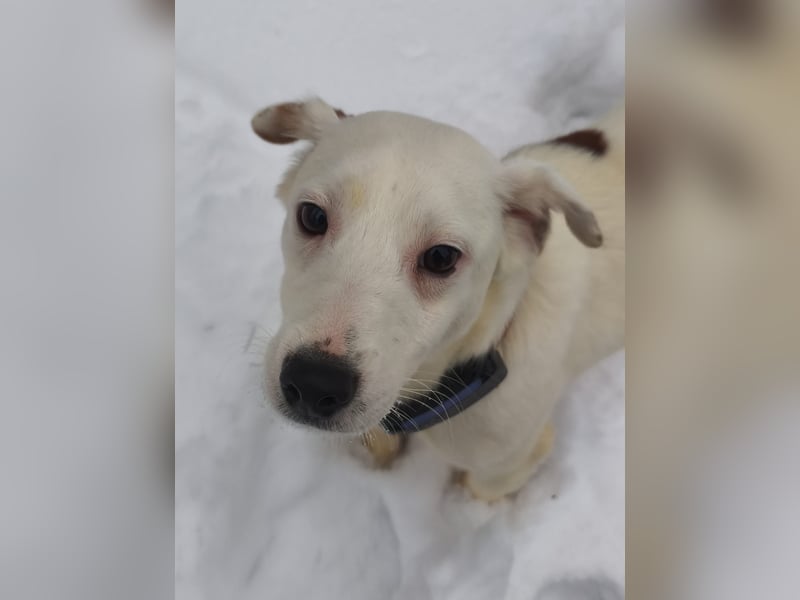 KLAUS – kluger, fröhlicher Jack Russell Terrier