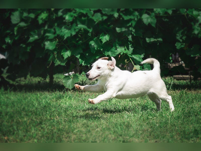 KLAUS – kluger, fröhlicher Jack Russell Terrier