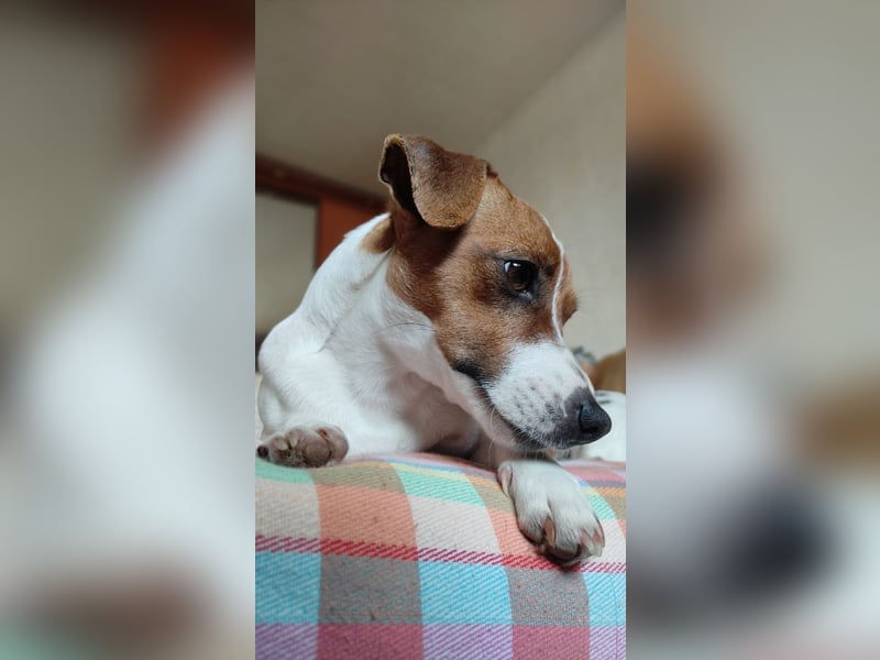 Lebhafte Bella wartet auf Sie!