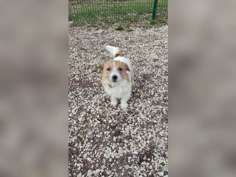 Ruhige Jack Russel Dame Ofina sucht ihre Familie!