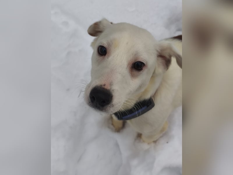 KLAUS – kluger, fröhlicher Jack Russell Terrier