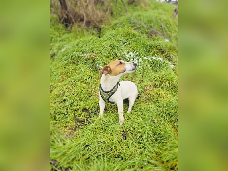 Jack Russel Hündin Linda
