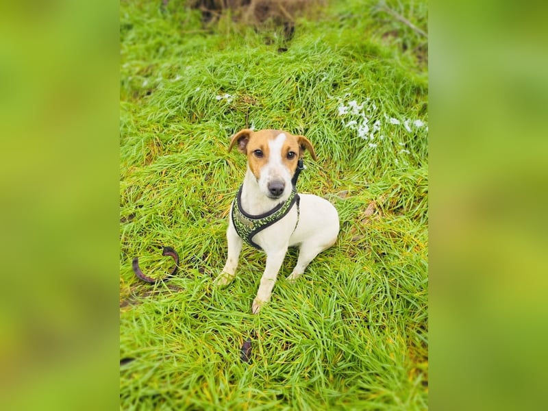 Jack Russel Hündin Linda