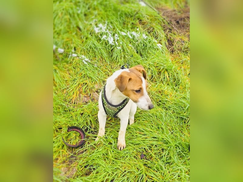 Jack Russel Hündin Linda