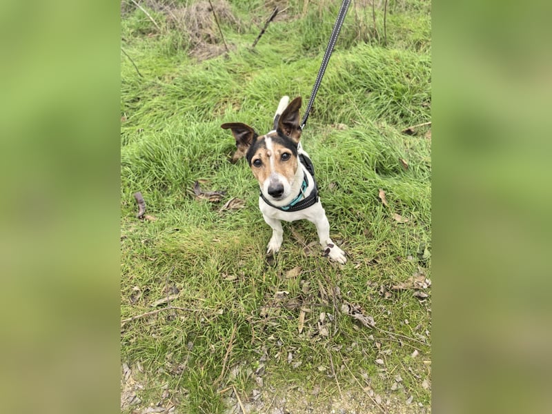 Jack Russel Terrier Max sucht ein Zuhause