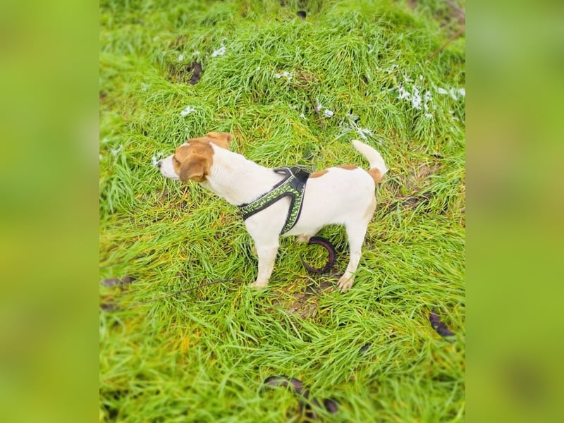 Jack Russel Hündin Linda
