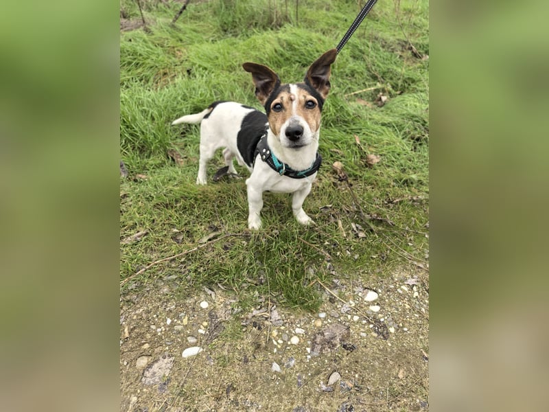 Jack Russel Terrier Max sucht ein Zuhause