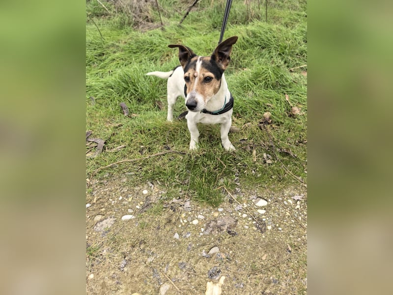 Jack Russel Terrier Max sucht ein Zuhause