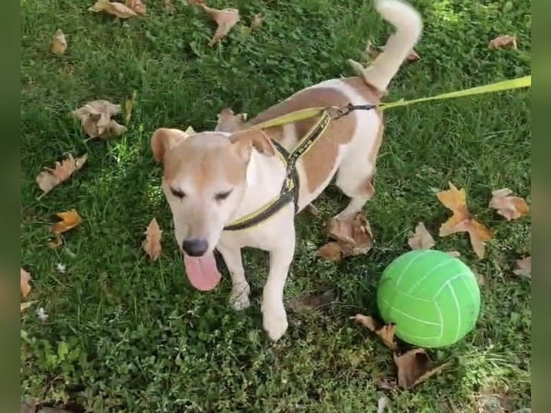 Jack Russel Romil sucht ein neues Zuhause