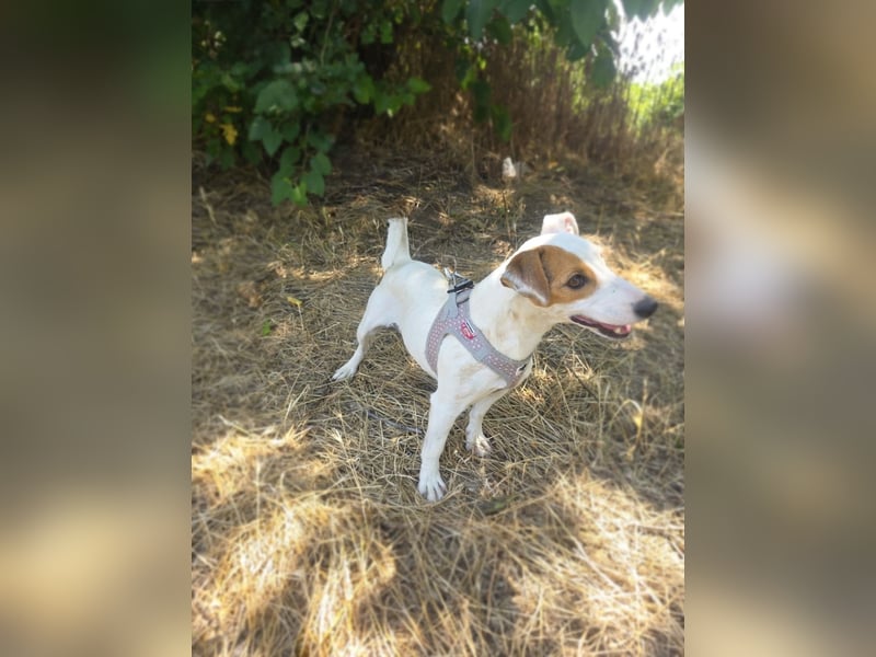 Jack Russel Terrier Mädchen Shiko