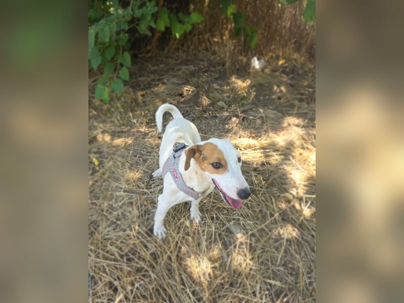 Jack Russel Terrier Mädchen Shiko