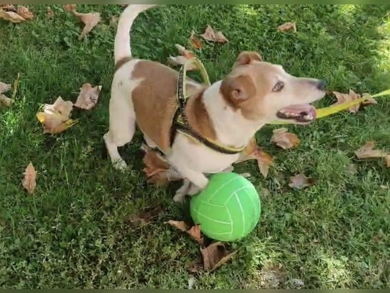 Jack Russel Romil sucht ein neues Zuhause