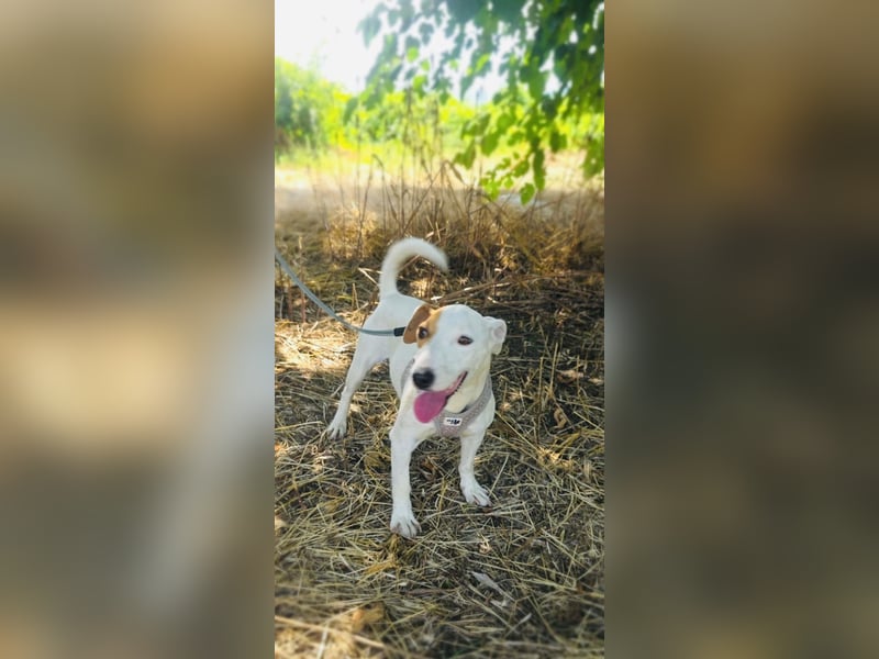 Jack Russel Terrier Mädchen Shiko