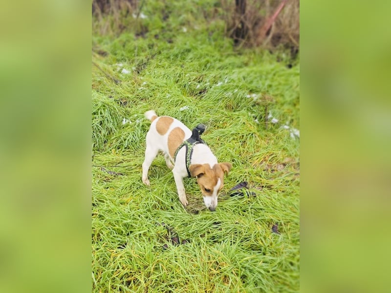 Jack Russel Hündin Linda