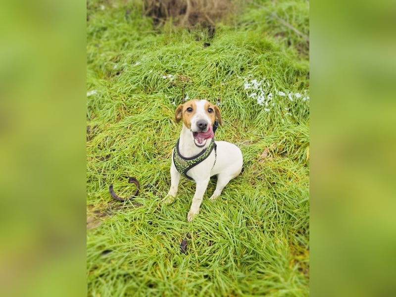 Jack Russel Hündin Linda