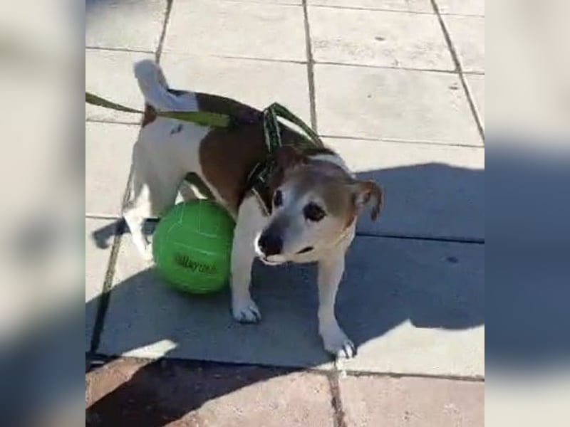 Jack Russel Romil sucht ein neues Zuhause
