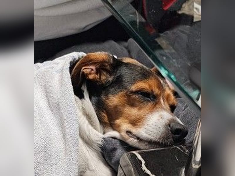 Jack Russel / Mutter und Tochter