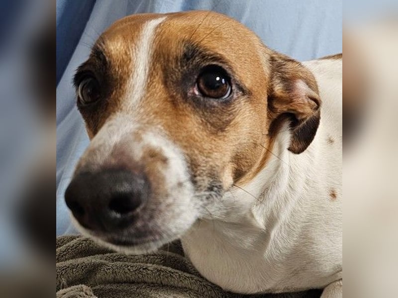 Jack Russel / Mutter und Tochter