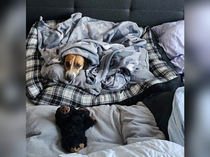 Jack Russel / Mutter und Tochter