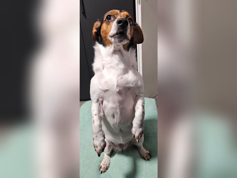 Jack Russel / Mutter und Tochter